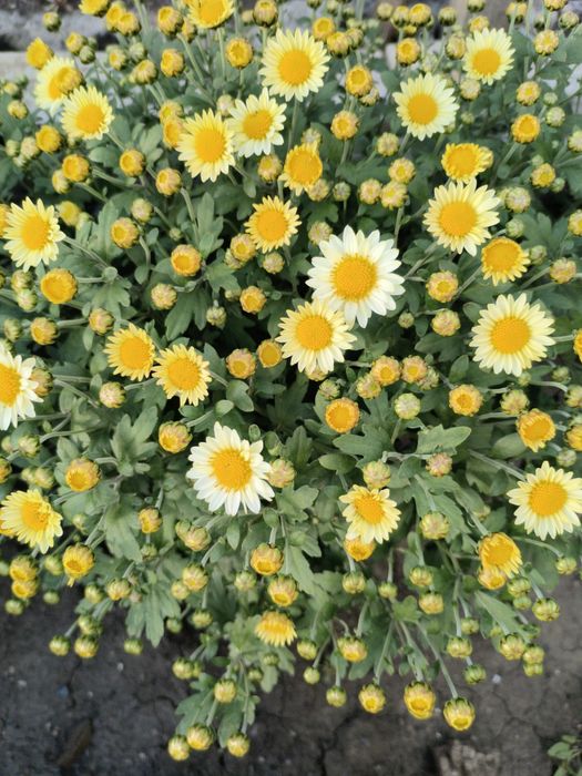 Хризантема мультифлора