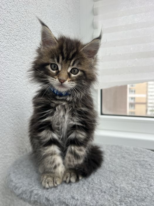 Красивий котик Мейн Кун