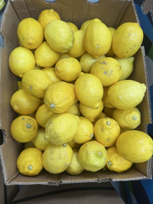 Cytryna 10 kg opakowanie kraj poch. Hiszpania