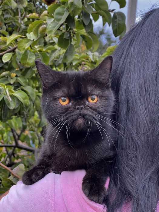 Кошечка Черный солид