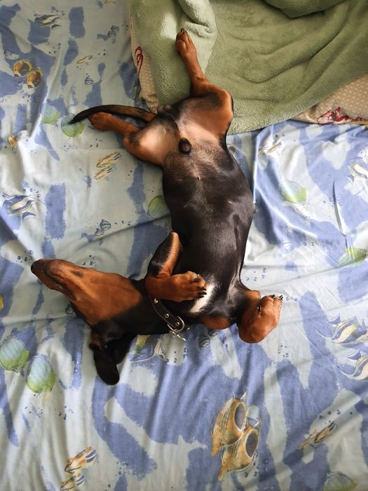 Вязка такса для здоровья))