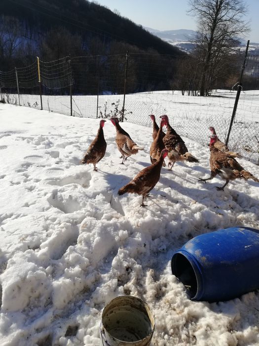 Indyczki 9 miesięczne