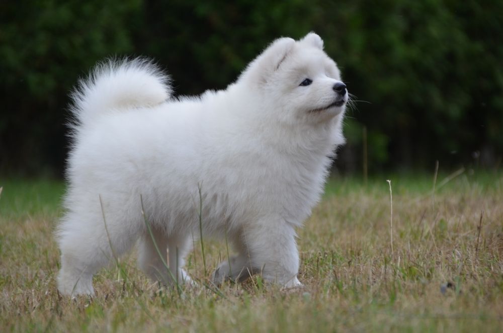 Samoyed ZKwP FCI