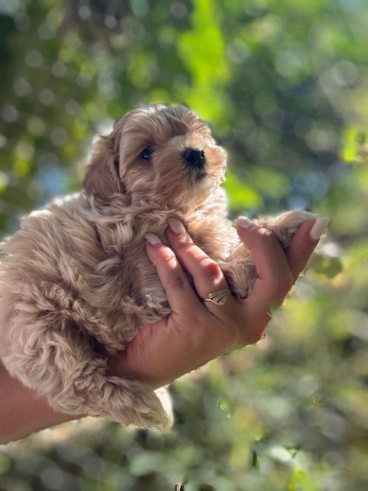 Мальтипу мальтипу