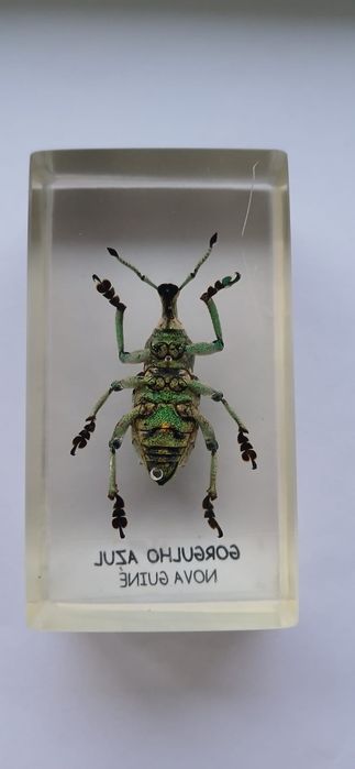 Gorgulho-jóia da Nova Guiné – Eupholus sp.