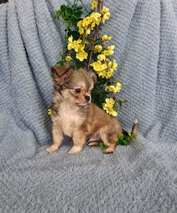 Excecional super mini pelo longo Chihuahua/Chiuaua de Qualidade