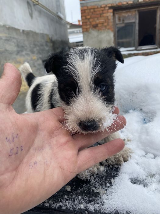 Фокси шукають господарів