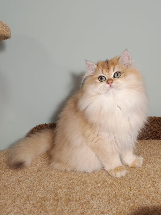 Британська золота шиншила довгошерста дівчинка