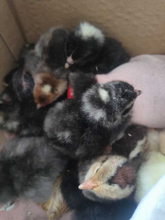 Najwyższej jakości świeże 100% jaja lęgowe Marans - Dark shell Wysyłka