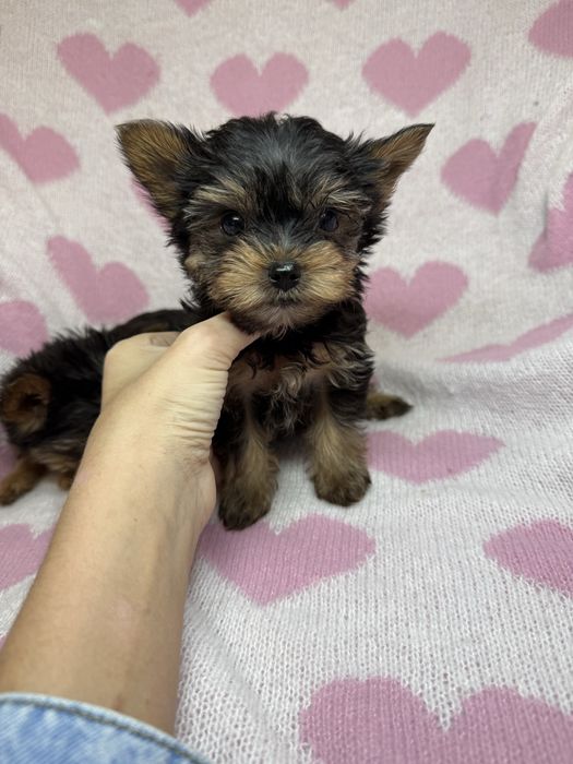 Дуже гарні міні йорки