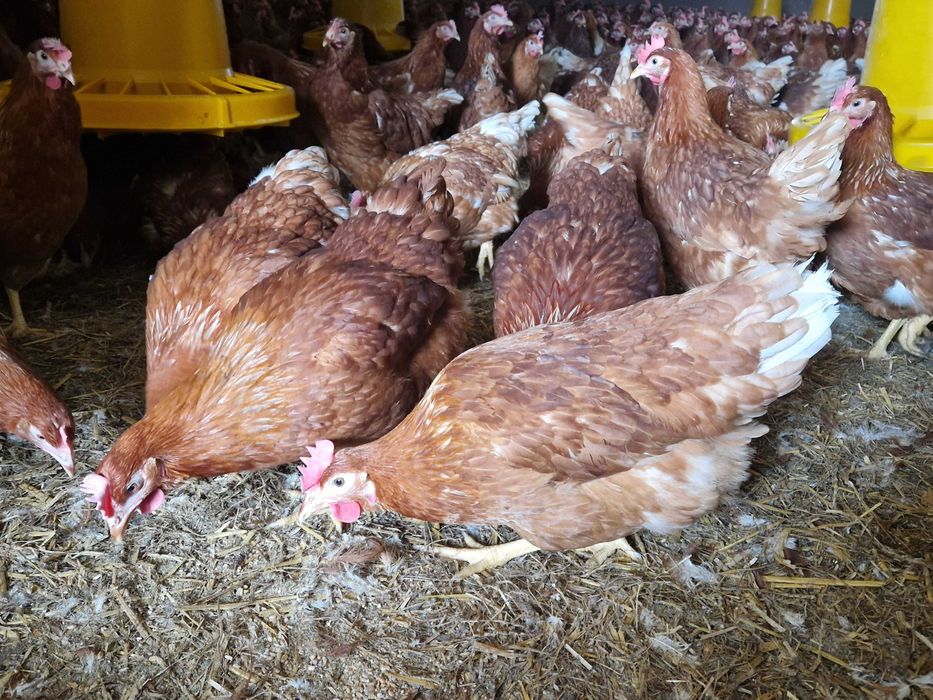 Kury kokoszki nioski Tetra brązowa odchowany dostawa Gratis
