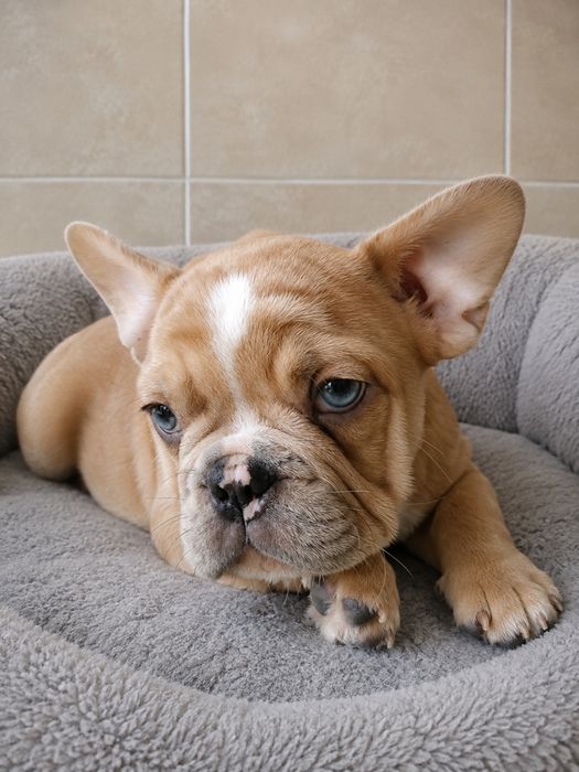 Bulldog Frances macho olho azul