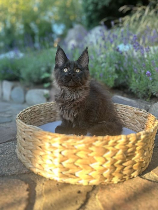 Boski Czarny kocur linia poły Maine Coon
