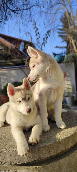 Piękne Siberian Husky  ZKwP po Grand Championach
