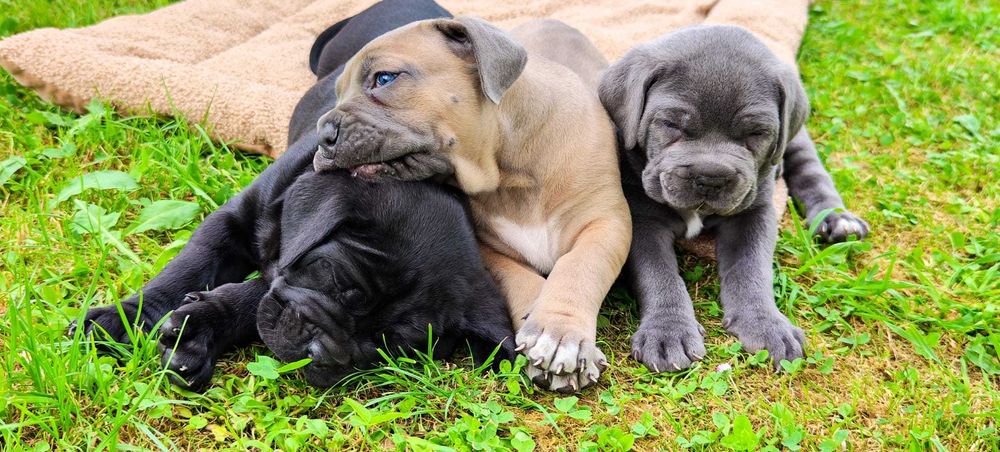 Cane Corso Italiano
