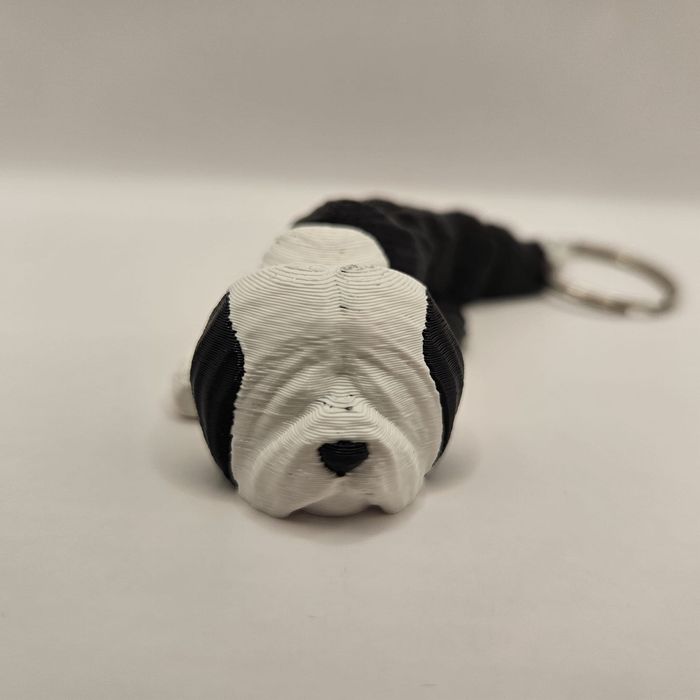 Szczeniak Owczarek Staroangielski