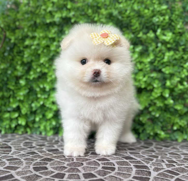 Мила дівчинка