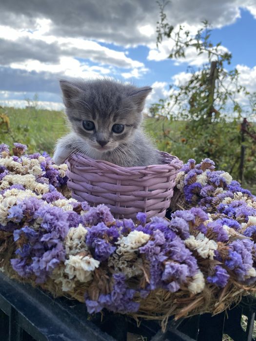 Символічний комочок щастя, 24 серпня
