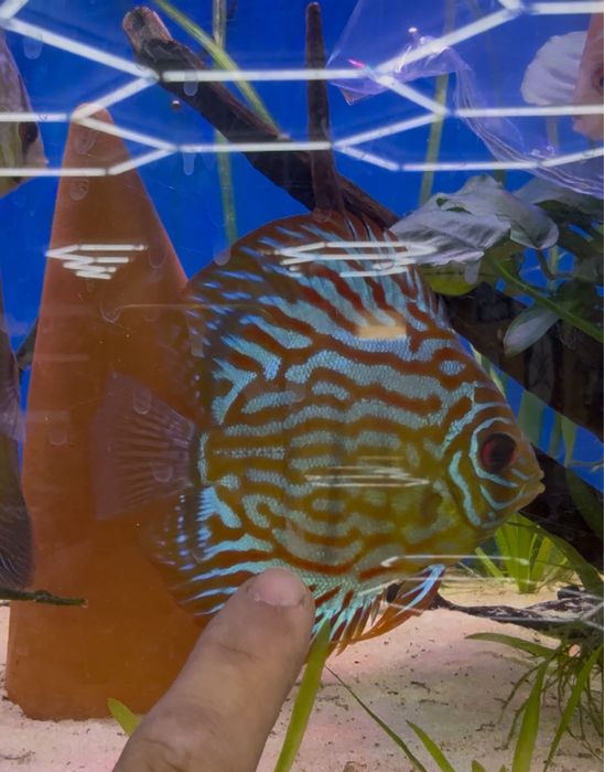 Disco Red turquesa, chekerboard , sribblet e azul turquesa cobalto