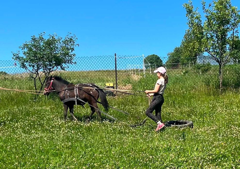 Kuc, źrebak tarantowaty