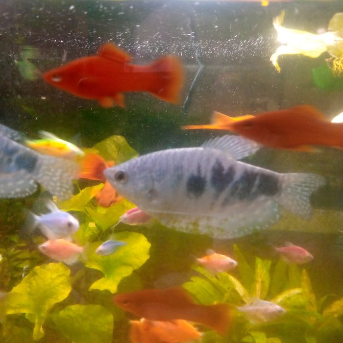 Аквариумные рыбки в ассортименте.
