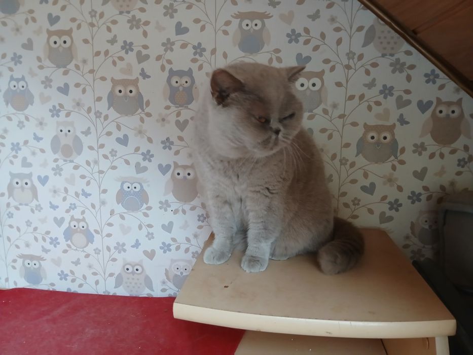 Kotka brytyjska do płatnej  adopcji.