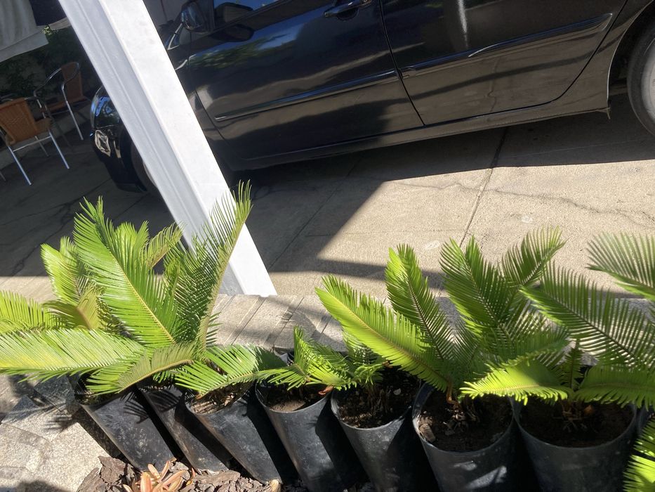 Palmeiras Cica - Cycas revoluta