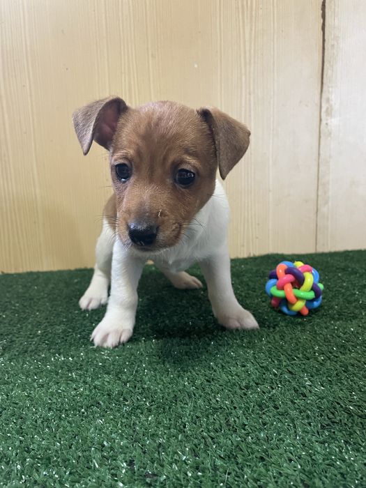 Fêmea Jack Russell