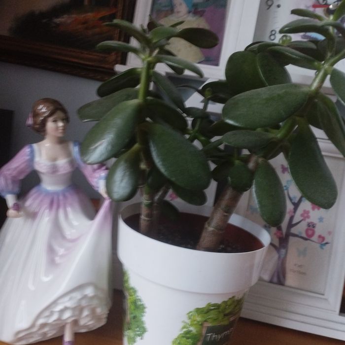 Kwiaty doniczkowe domowe