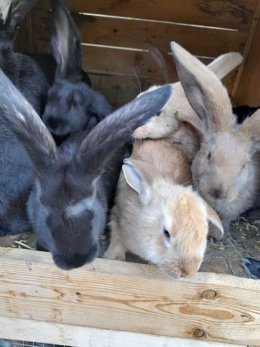 Sprzedam Króliki młode Barany Francuskie