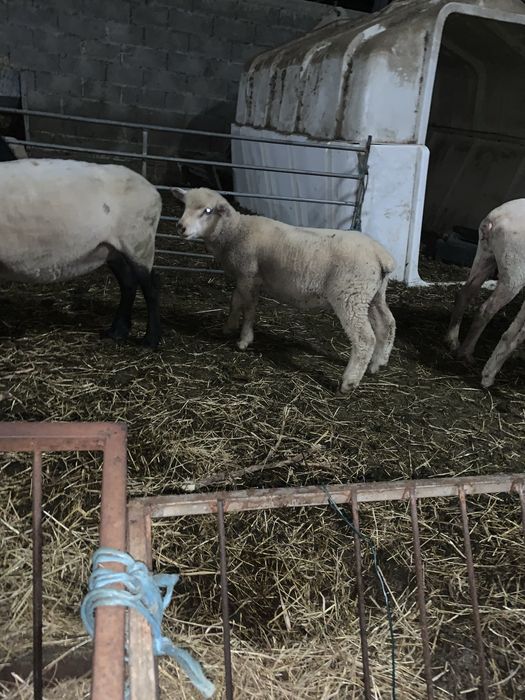 Borrego Macho ille france cruzado de sullfokue