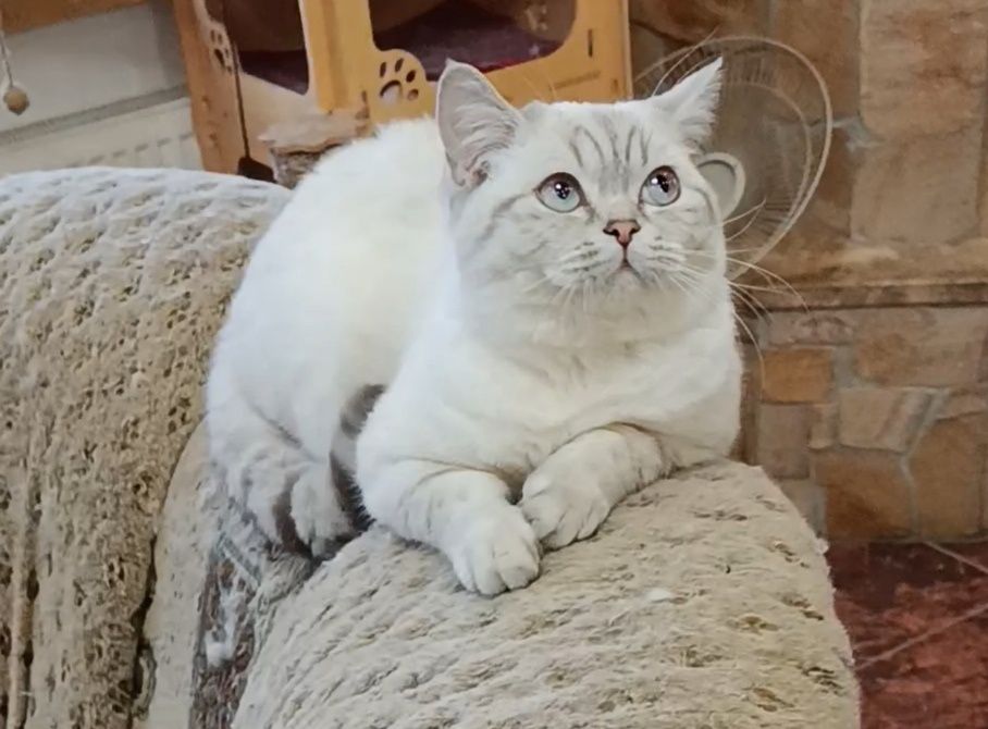 Мальчик шиншилла поинт