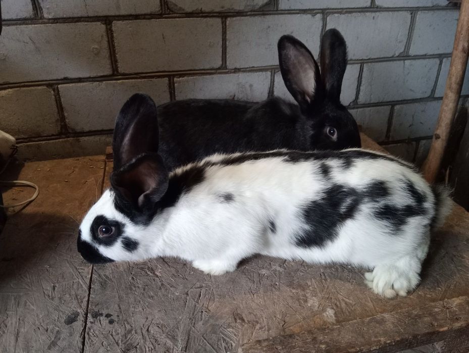 Продам кролі строкач