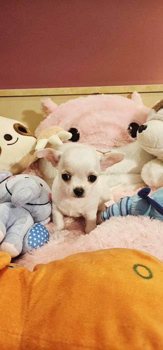 Fredzio chihuahua Łążynek