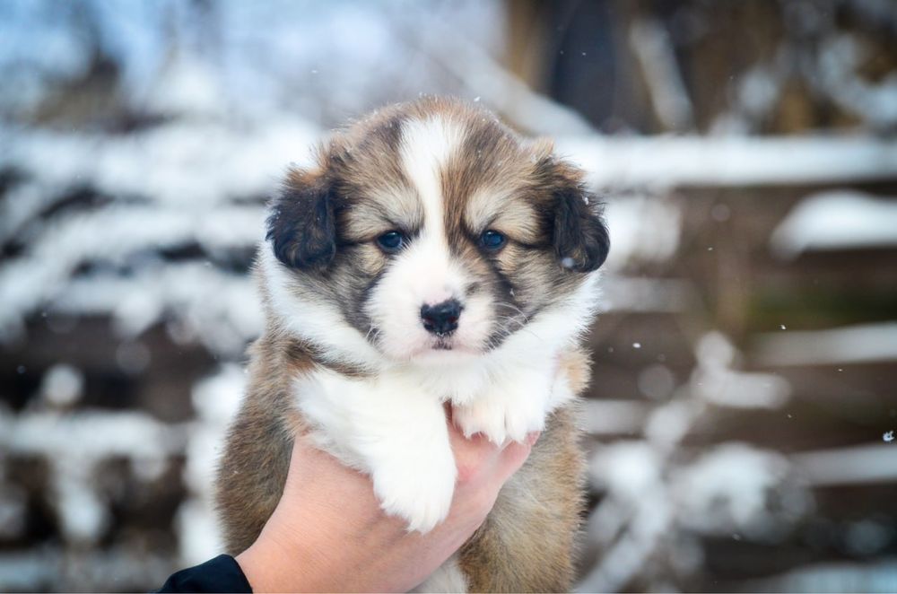 Вельш корги пемброк, мальчик