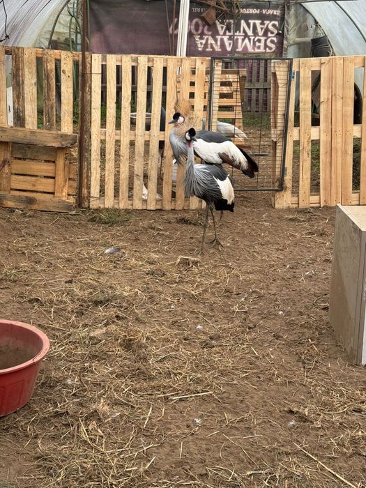 Casal de balearica regulorum