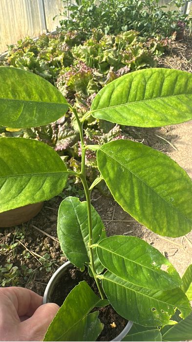 Cytryna skierniewicka