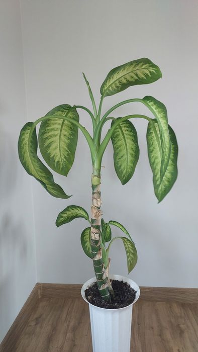 Дефінбахія прекрасна