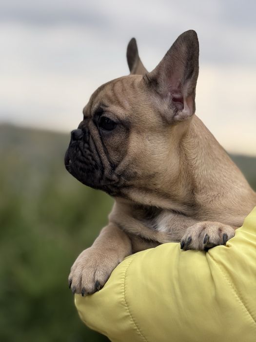 Неймовірна дівчинка з родовідом КСУ