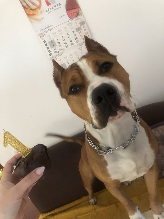 Собака для злучки