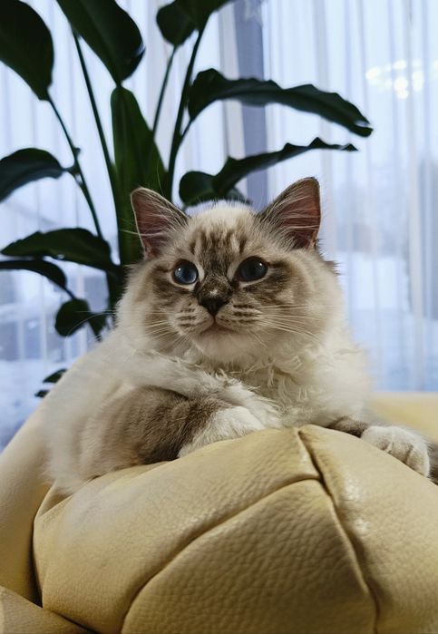 Kocurek Ragdoll z rodowodem