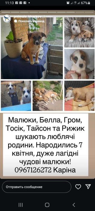 Безкоштовно маленькі пухнастики