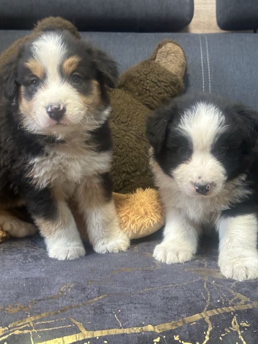 Border collie piesek