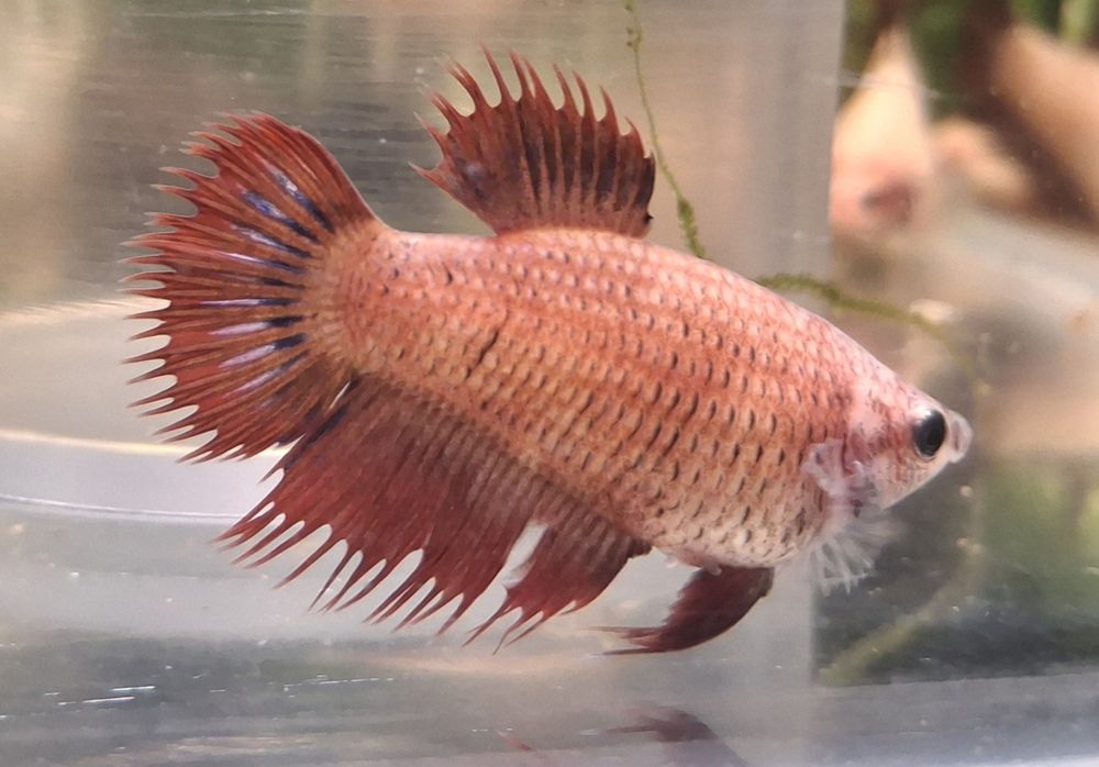 Peixes Betta fêmea prontas a reproduzir 2€