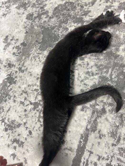Кошенятко кішечка шукає люблячу родину