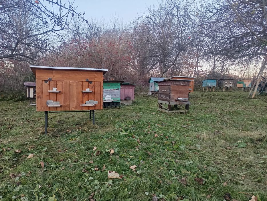 Продам мед зі своєї пасікі