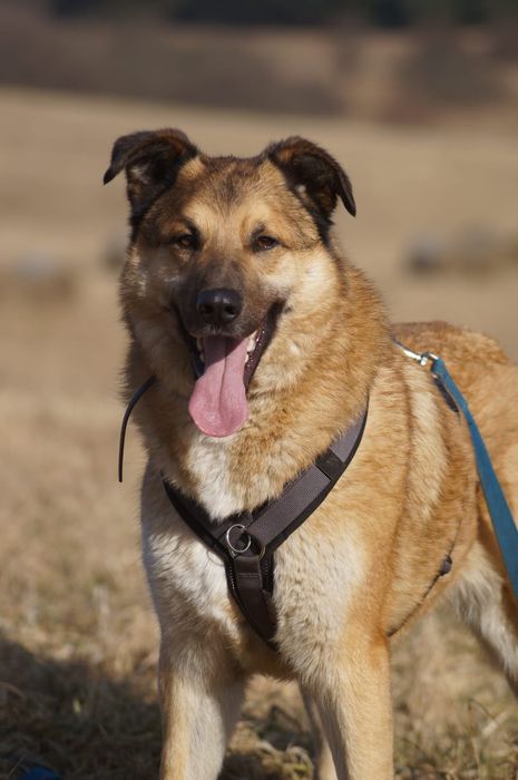 Ivan oaza spokoju do adopcji