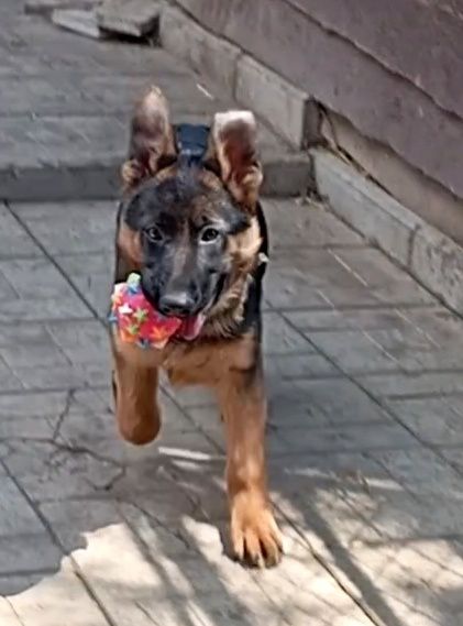 Роскошная сука из питомника ZOLOTOY PYT'.