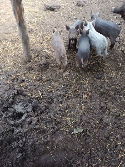 Поросята угорська мангалиця