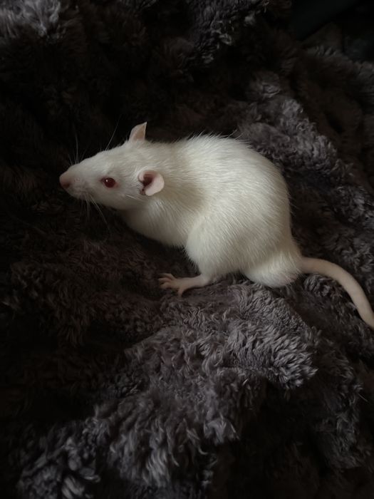 Пацючки в добрі руки